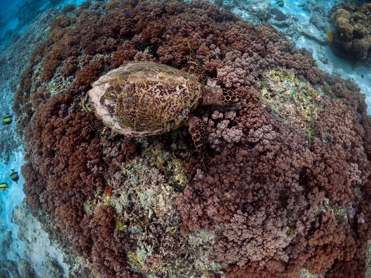Mimpi Bungalow Gili Meno Exteriér fotografie